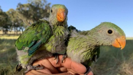 A photograph of two superb parrot chicks perching on a person&#039;s hand, looking towards the camera.
