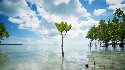 Young mangrove growing in ocean, blue sky with clouds.