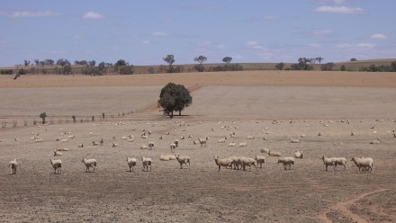 Riverina sheep during drought.