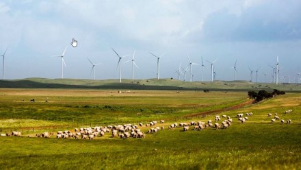 A flock of sheep grazing in a green pasture with over a dozen wind turbines on the horizon in the background