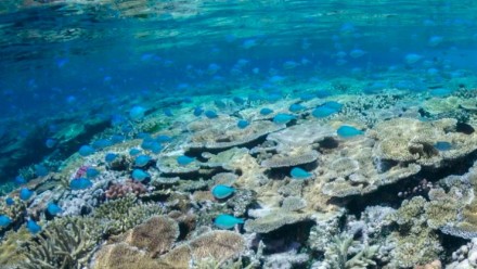 An underwater photograph of a vibrant section of coral reef, teaming with light-blue coloured fish.