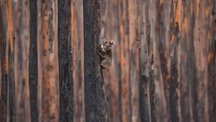 A koala climbs a charred eucalyptus tree Jan. 20 on fire-ravaged Kangaroo Island, South Australia.