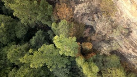 An aerial photograph of the main Wollemi Pine grove in the Wollemi Pine National Park, after the 2019-20 bushfires.
