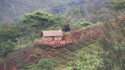 A farm on a slope in Papua New Guinea.