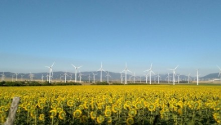 A field of sunflowers underneath a clear blue sky, with wind turbines in the background.