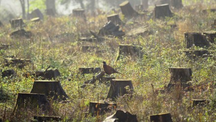 Tree stumps in a clearcut forest field with wild pheasant