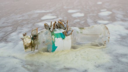 Shells attached to plastic bottles waste