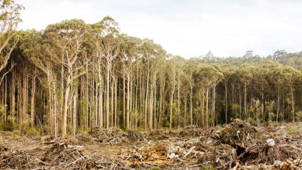 Old Growth Logging in Southwest National Park Tasmania Australia