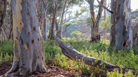 Australian Bush