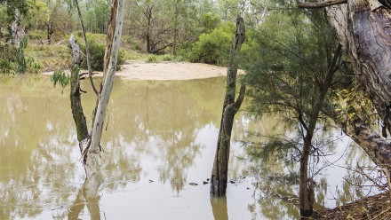 Murray Darling Border Region