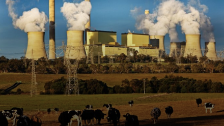 A field of cows grazing with a coal-fired power station in the background.