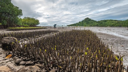 Mangrove seedlings planted in containers in the mud on Viti Levu (Fiji), coming into leaf 