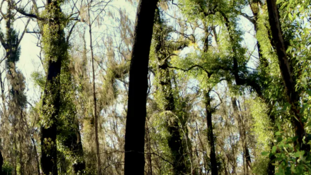 An area of burnt forest with fresh green regrowth coming through.