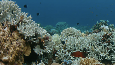 A partially-bleached section of coral reef.