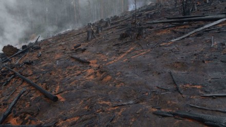 The charred remains of a forested area after a bushfire.