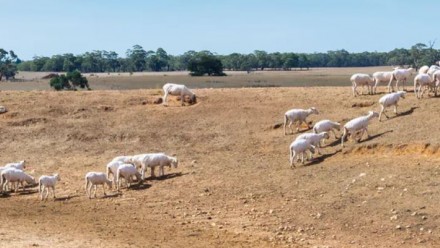 Sheep at a small watering hole in a dried-out pasture