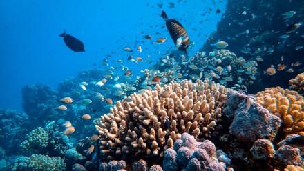 A photograph of a coral reef, with two big fish and many small fish swimming around.