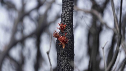 Regrowth on tree.
