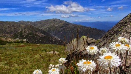 A photograph of snow daisies in Kosciuszko National Park, with a view of the mountains behind on a clear, sunny day.