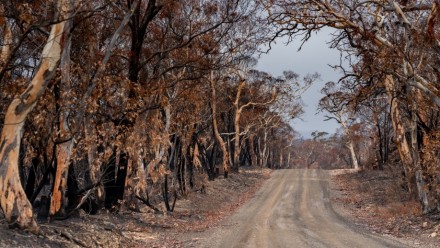 A photograph of a dirt road in outback Australia, leading through a patch of burnt bushland.