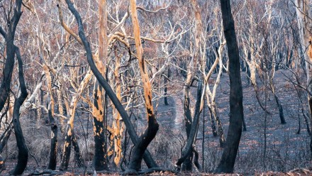 Moreton National Park Bushfire after a bushfire.
