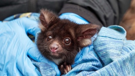 A photograph of a possum, being carried in a blue blanket by a rescuer.