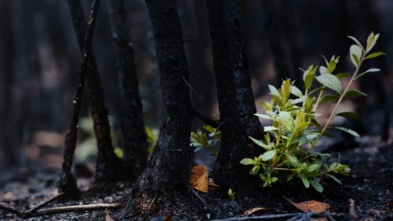 New leaves grown after forest was burnt. Rebirth of nature after the fire. 