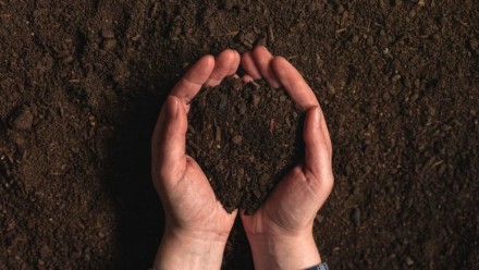 A man&#039;s hands cup a handful of soil.