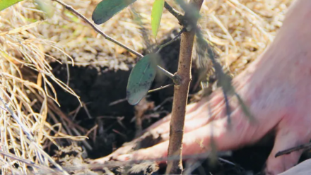 A close-up of someone's hands moving soil to cover the roots of a small tree they have just planted.