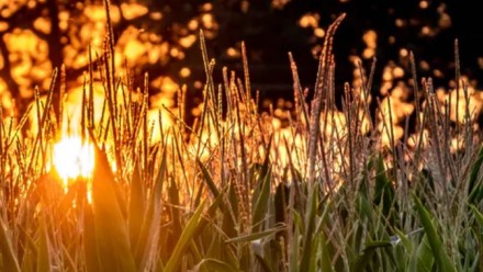 The orange setting sun behind a field of tall grass.