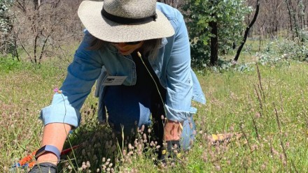 A volunteer dabs herbicide onto weeds in Namadgi National Park.