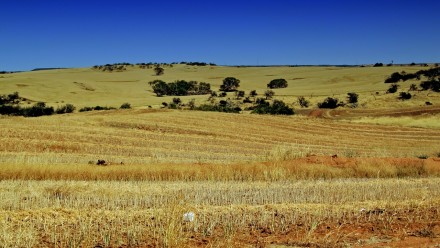 A wheat field in Australia