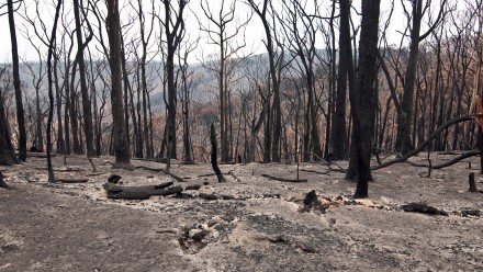 An image of a burnt area of forest, with the trees completely black with charcoal and bare of leaves.