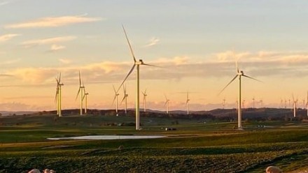 A photograph of a field filled with wind turbines and a few grazing sheep, with a sunset sky in the background