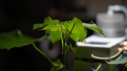 Green plant inside a university laboratory