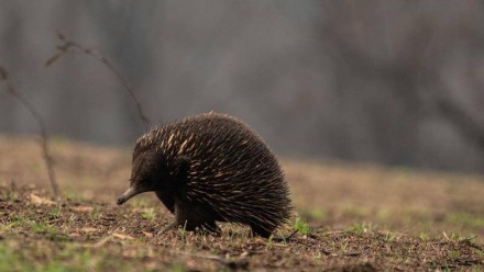 An echidna walking through an area which was previously burnt by bushfires, with grass now beginning to sprout again.
