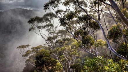 Eucalyptus forest