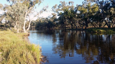 Water running through the Gwydir Wetlands in the Murray Darling Basin. with the afternoon sun illuminating the gum trees on the riverbank.