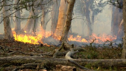 A photograph of a low-burning fire moving across the ground in a section of Australian bushland.