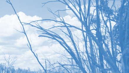 An image with a blue tint of dead trees on the side of a river. 