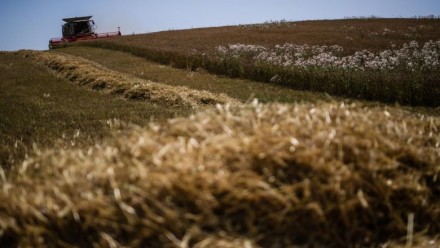 A tractor harvesting a wheat crop