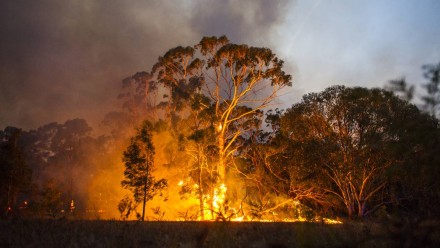 A gum tree goes up in flames during a bushfire.