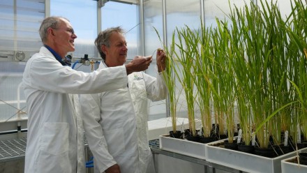 Professors Robert Furbank and John Evans examining some test plants in a greenhouse.