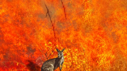 A kangaroo stands in front of a raging bushfire