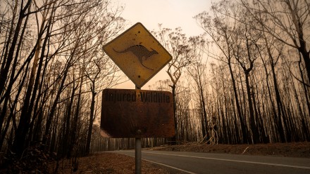 Burnt trees and scorched &#039;Kangaroo&#039; road-sign