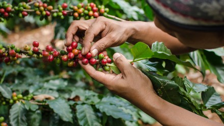 A photograph of an agriculturalist's hands picking coffee beans.