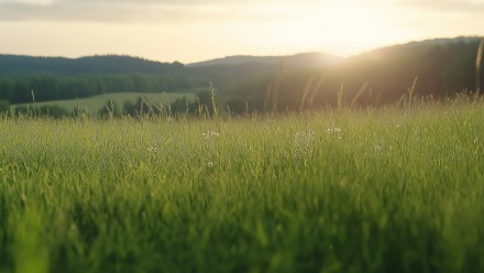 Sunrise over grassy field.