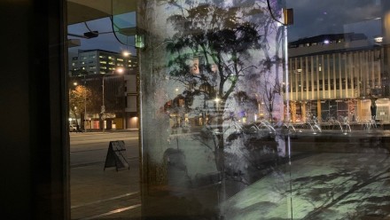 A photograph of a gum tree shrouded in mist is projected onto a wall in Canberra's city centre.