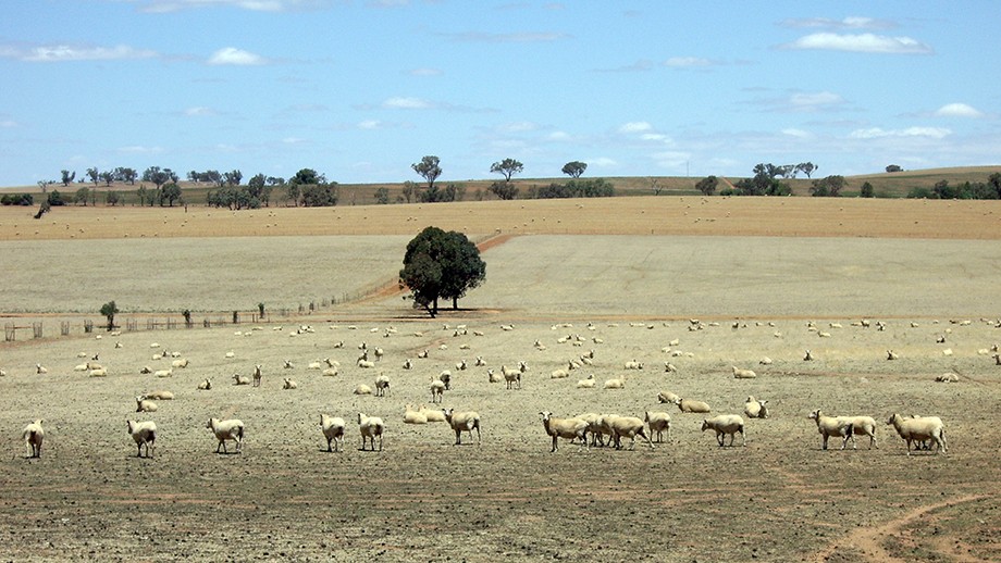 Sheep standing in a drought-stricken paddock in NSW Riverina