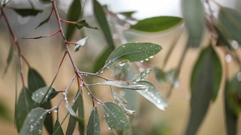 Close up image of water drops on gum leaves